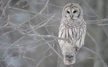 white cold owls 1920x1200 wallpaper 